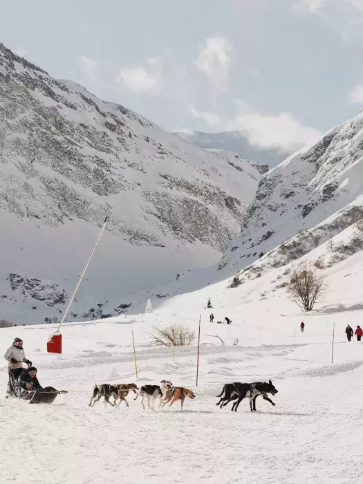 Chien de traineaux